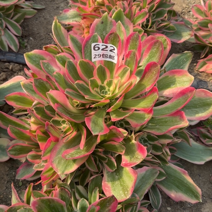 妖月……多肉植物……