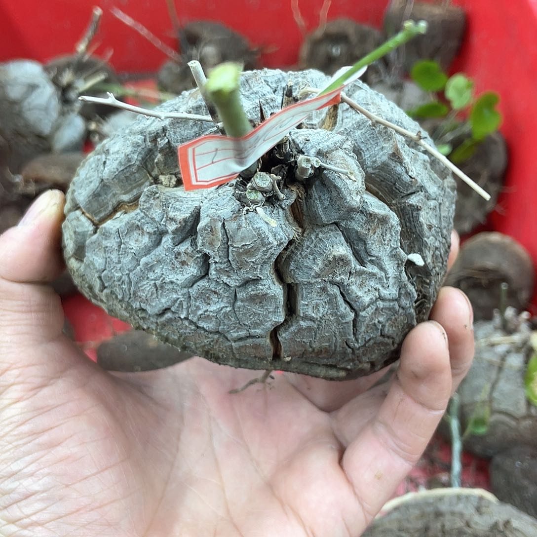 龟甲龙一物一拍1670号11cm