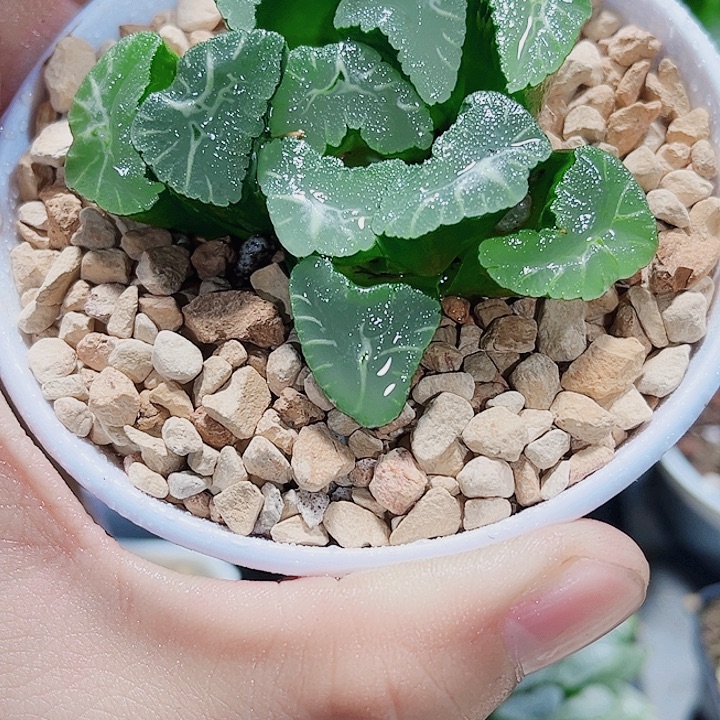 凤凰万象新手好养