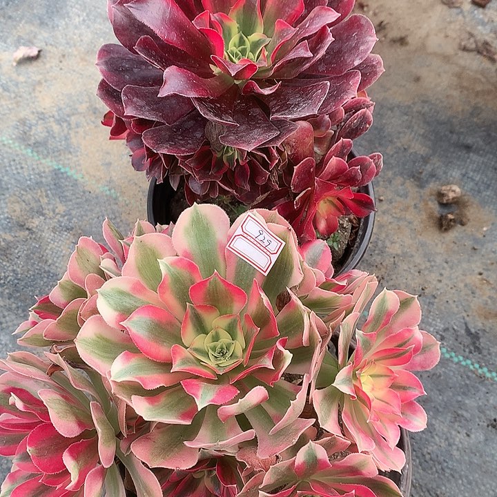 852两颗女巫美杜莎多肉植物