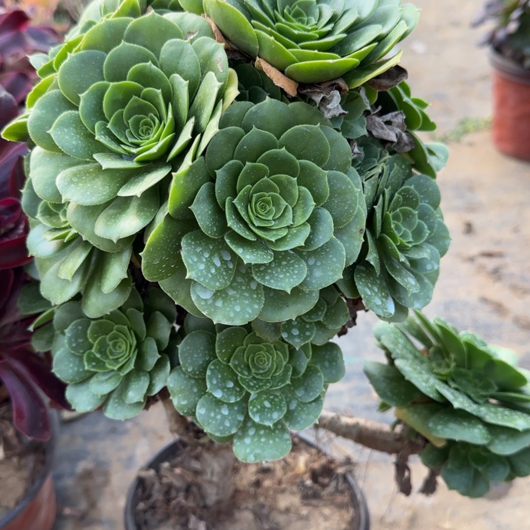 绿羊绒多肉202满28包邮断枝不包