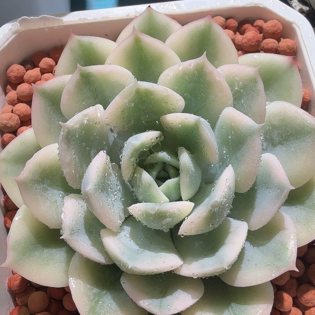 月亮仙子锦，多肉植物