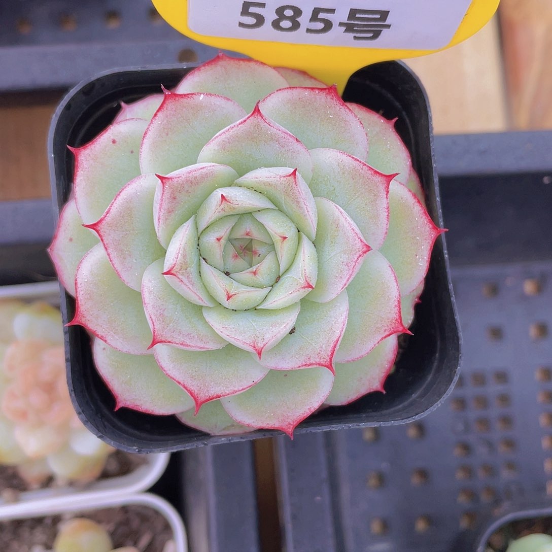 585号 玫瑰花麦秆单头一个