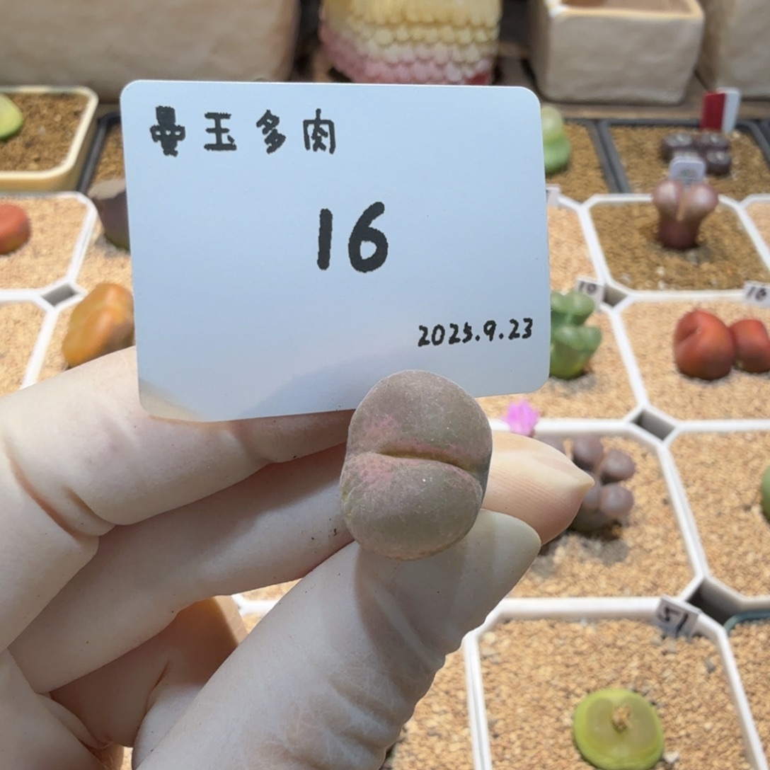 幼***✪多肉多肉多肉9.23-016粉女