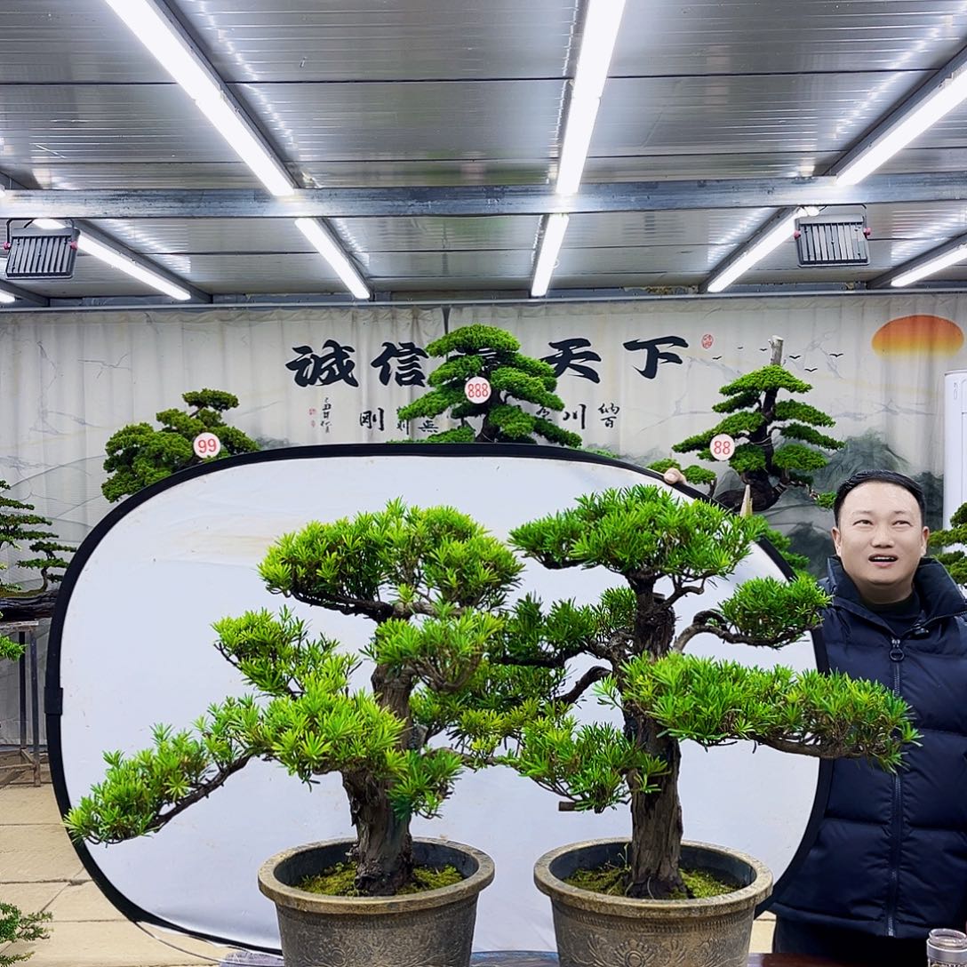 完全开放精品盆景专场大放漏