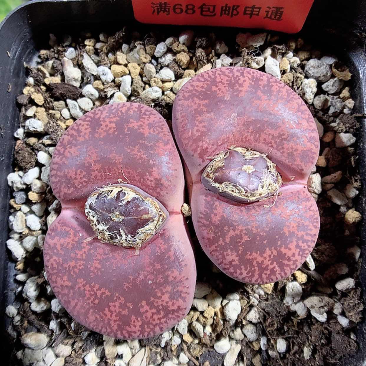 【闪购商品】2-3-30 酒红紫薰一颗 100