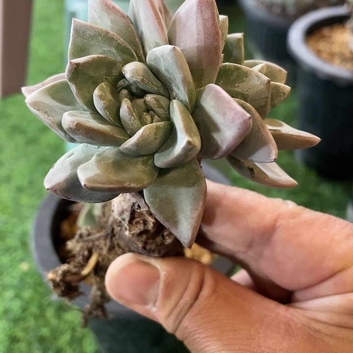 厚叶花朵苹果叶群生