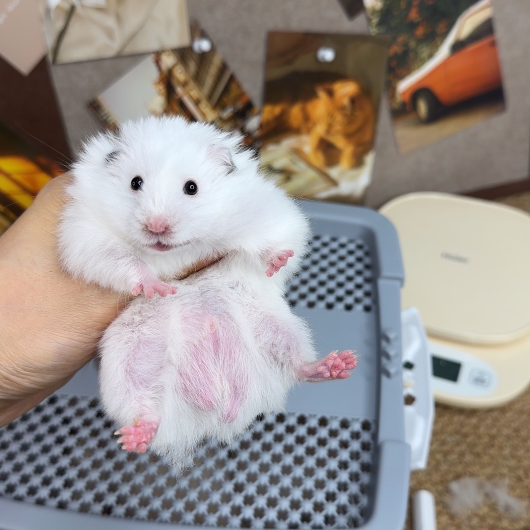 象牙白弟弟8.17生日