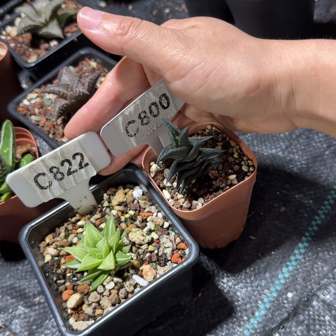 花*福利2颗如图白羊宫锦和尼古拉