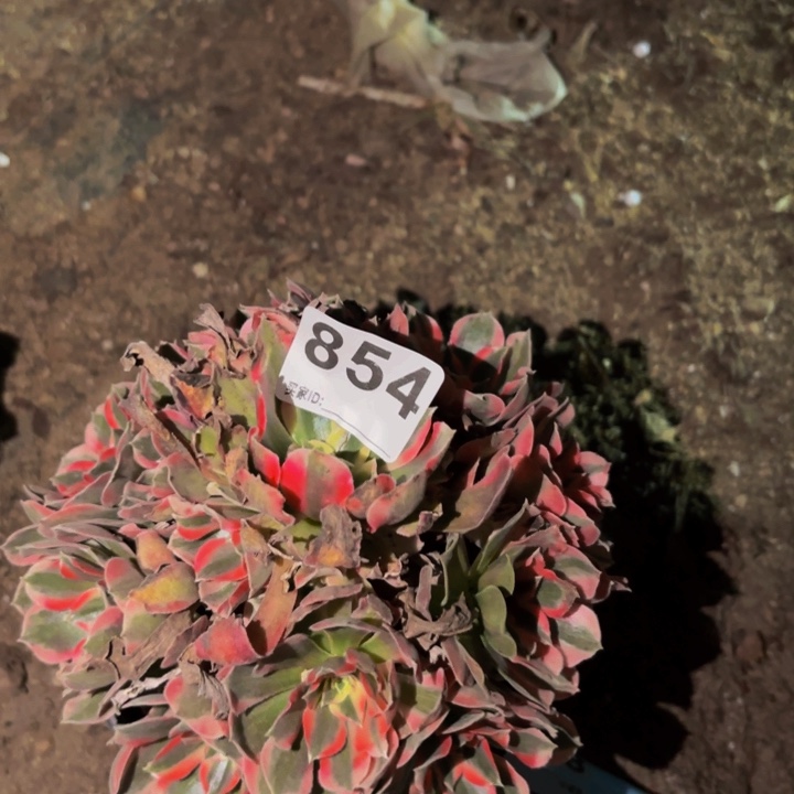 854皇后多肉植物不售后
