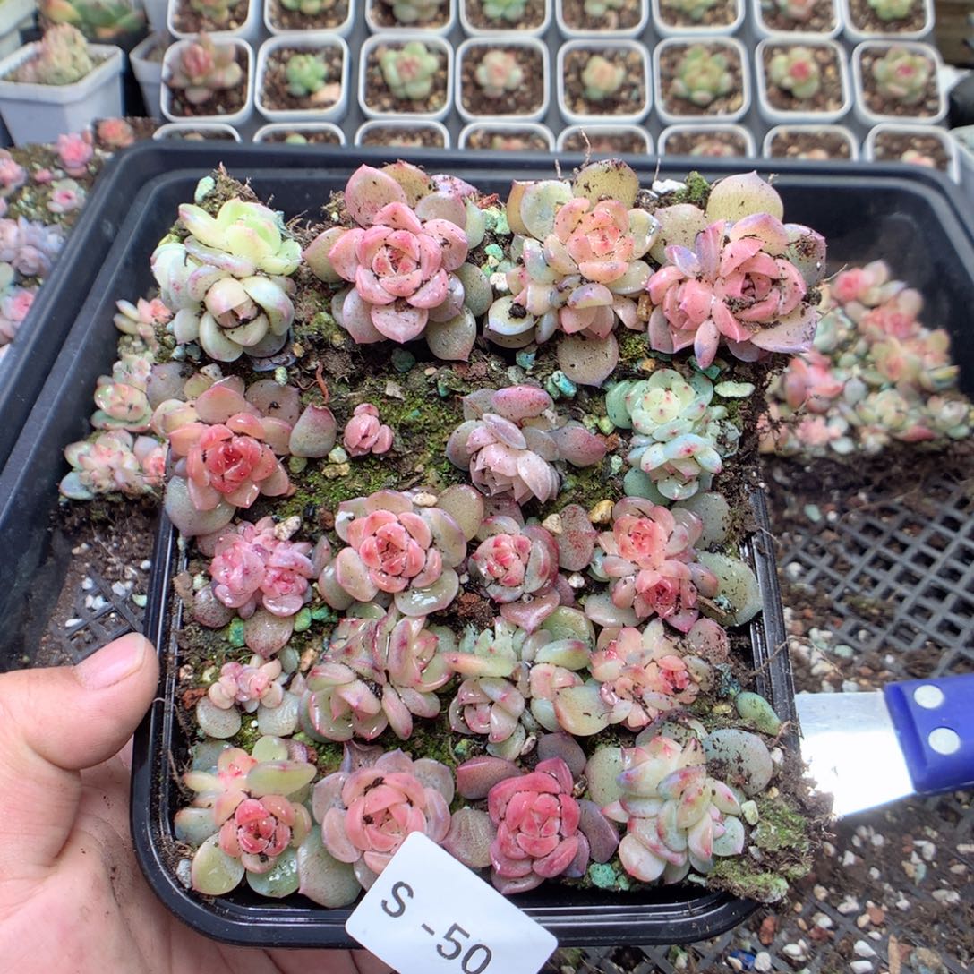 无花朵S50月英语英语