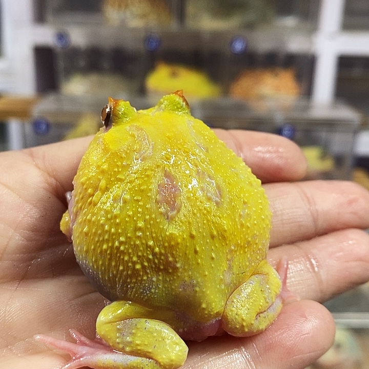 角蛙502号蛋黄变异