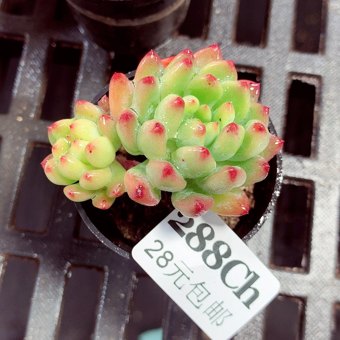 5厘米盆精控多肉288