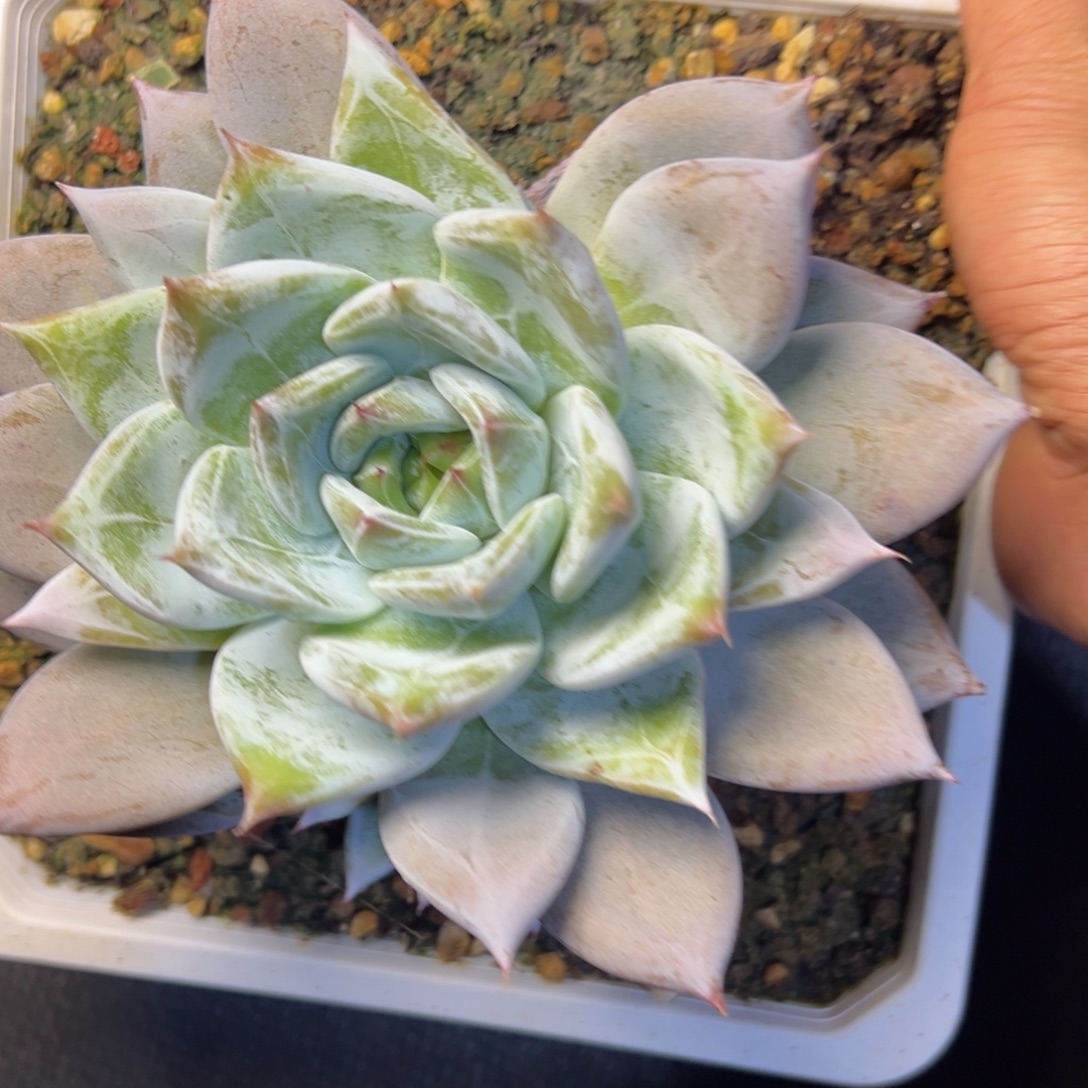 绿体糖心卡系多肉植物29.8