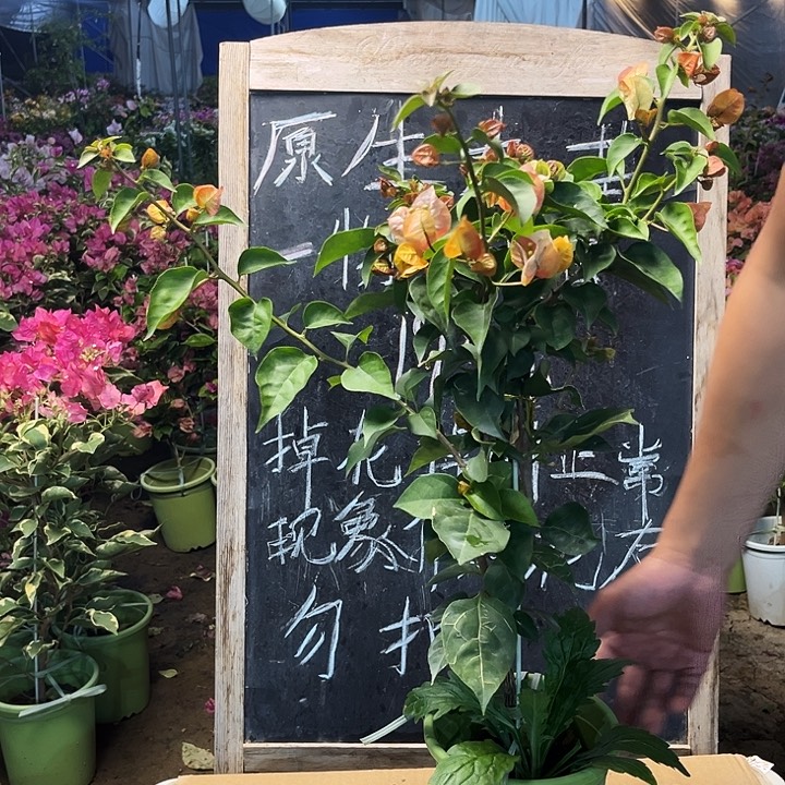 完全开放三角梅陆离