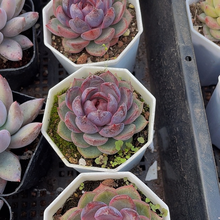 八角盆黑橙子带哦土发