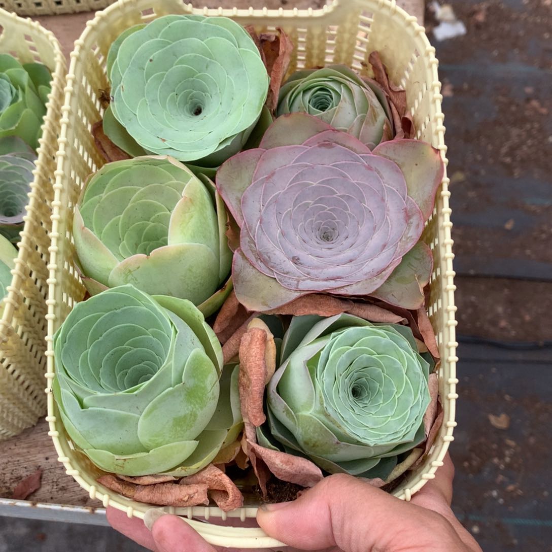 一篮漂亮的大单头量拍