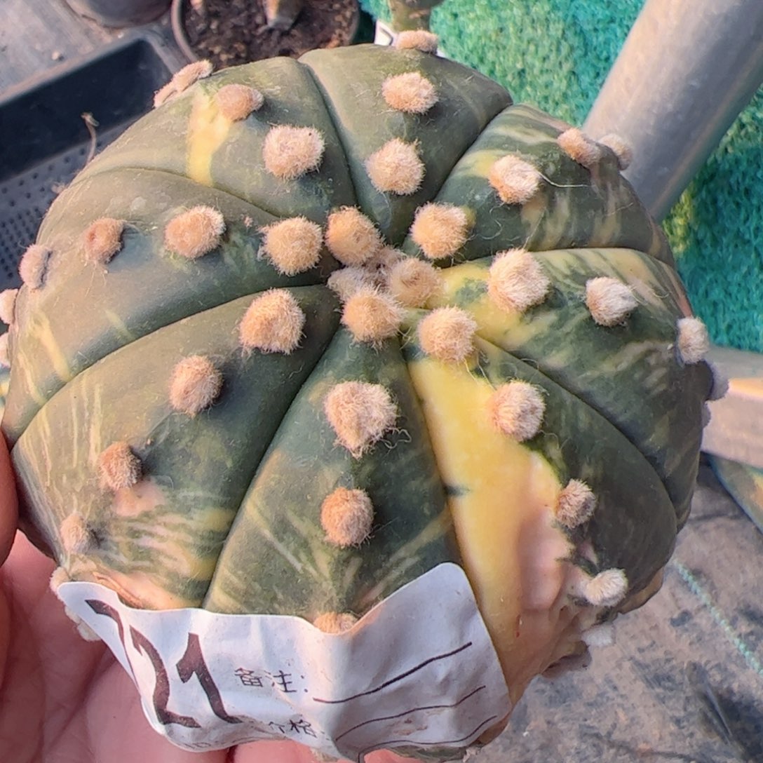 无根兜锦头仙人球721