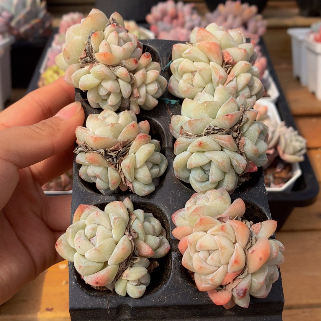 精品冰玉组合一物一拍