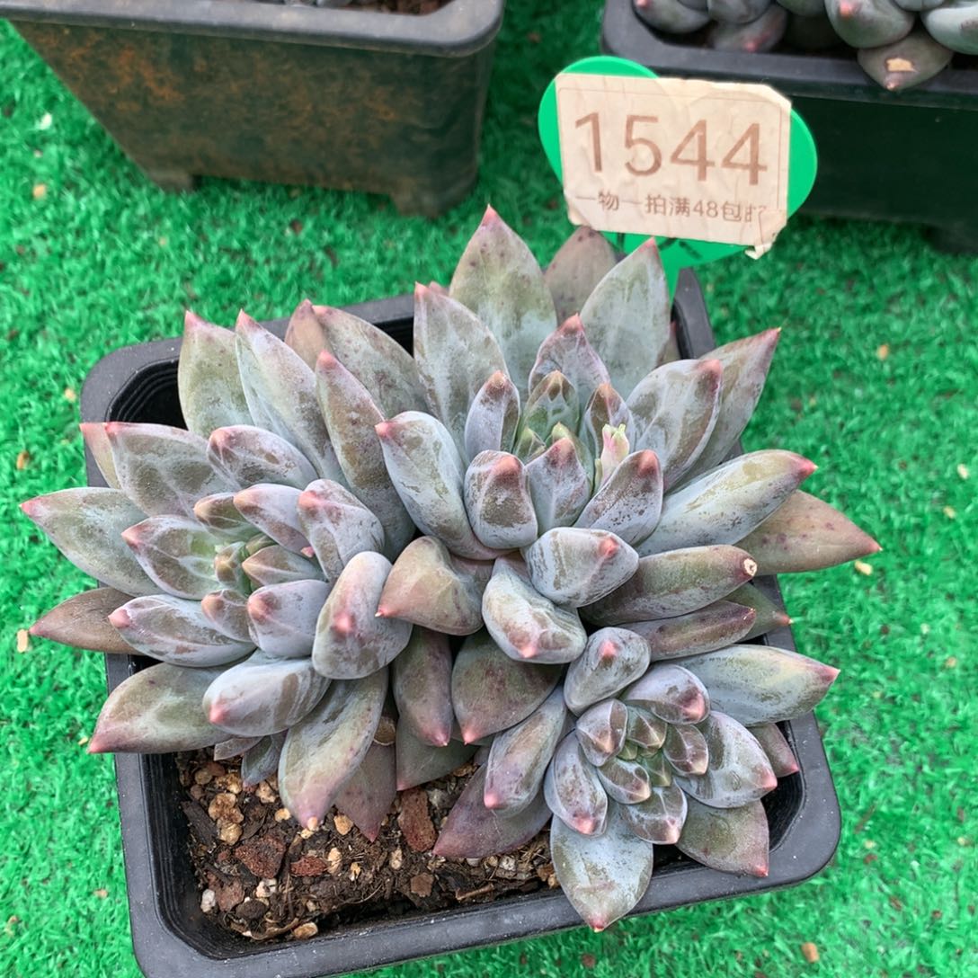 重楼无砍开播福利1544