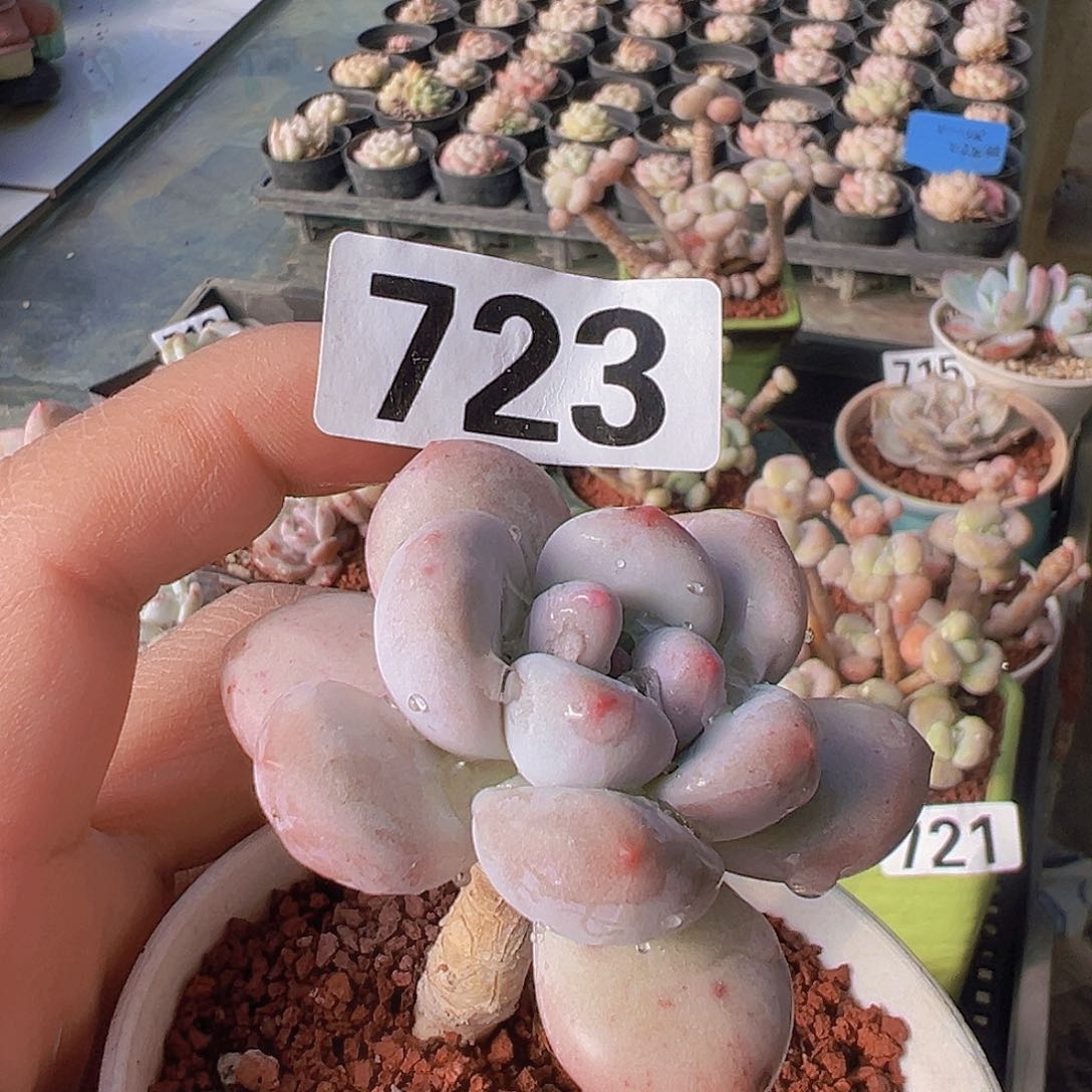 一物一拍30包邮6666