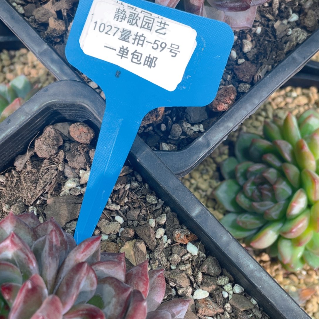 1027-59-夜魔侠福利一颗