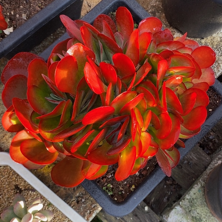 精控唐印缀化2 号