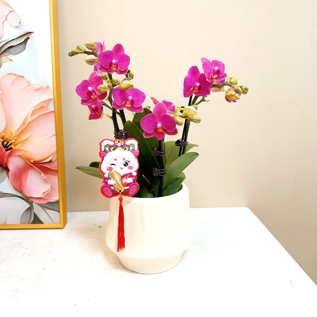 A级【满堂红】精品 蝴蝶兰