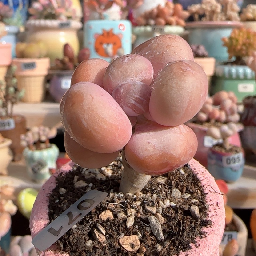 优选 蛋黄奶 一物一拍