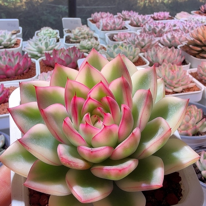 阿斯那锦多肉植物