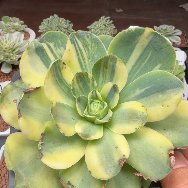 玫瑰锦36山地玫瑰