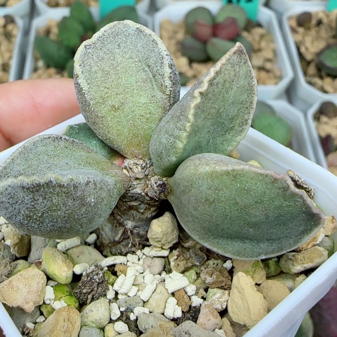 实生紫色蛋母本老桩，带盆发