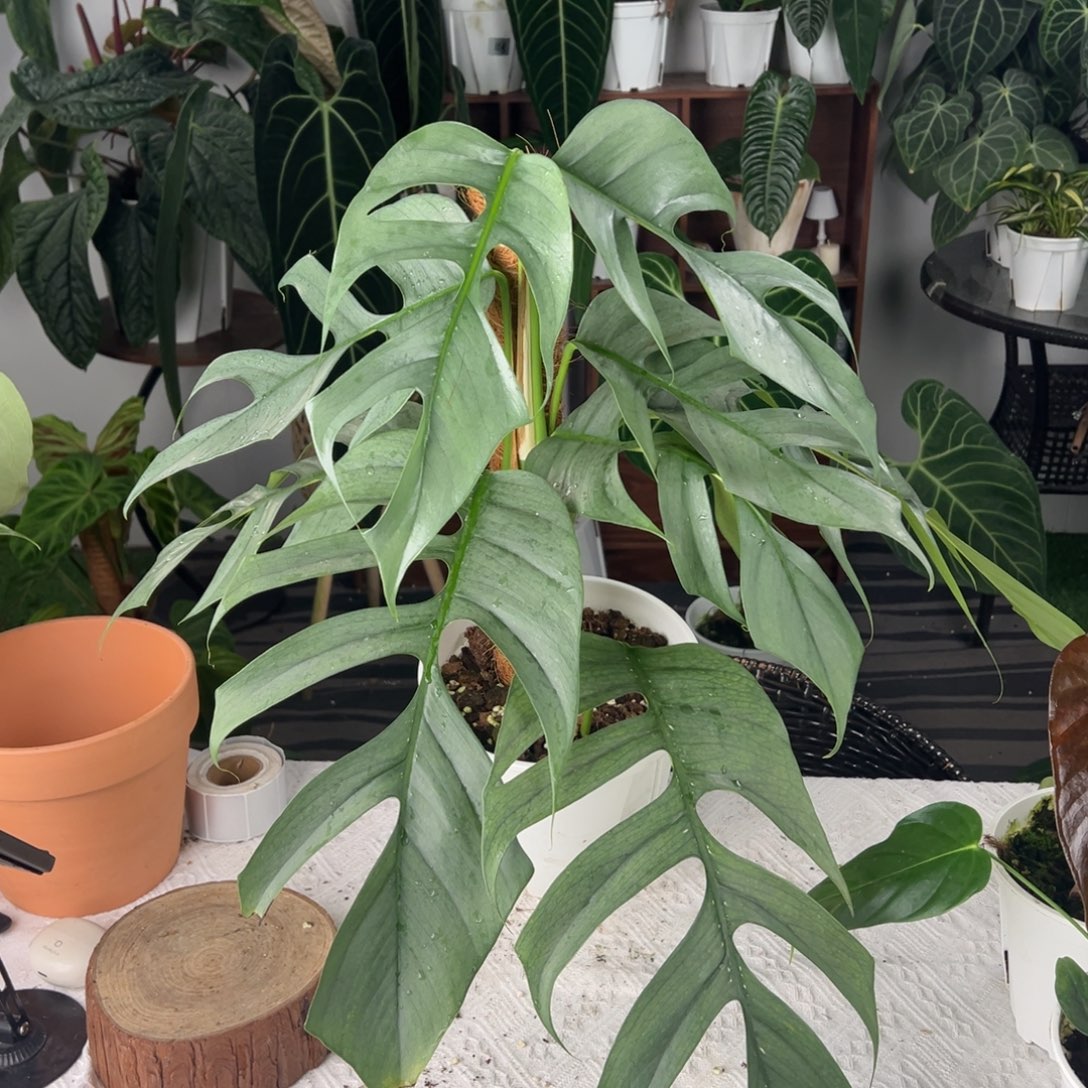 完全开放蓝宿务麒麟尾