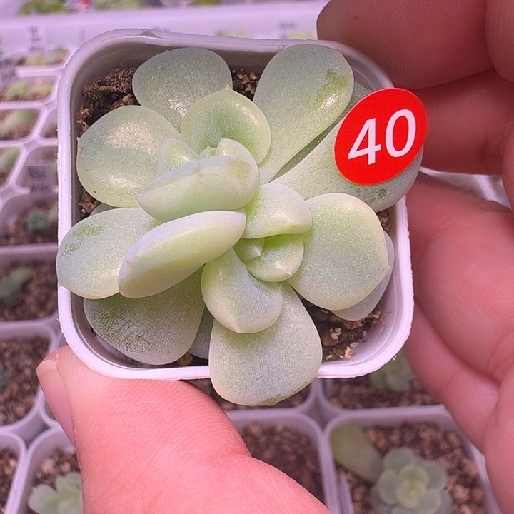 铁锤P20一物一拍四方盆