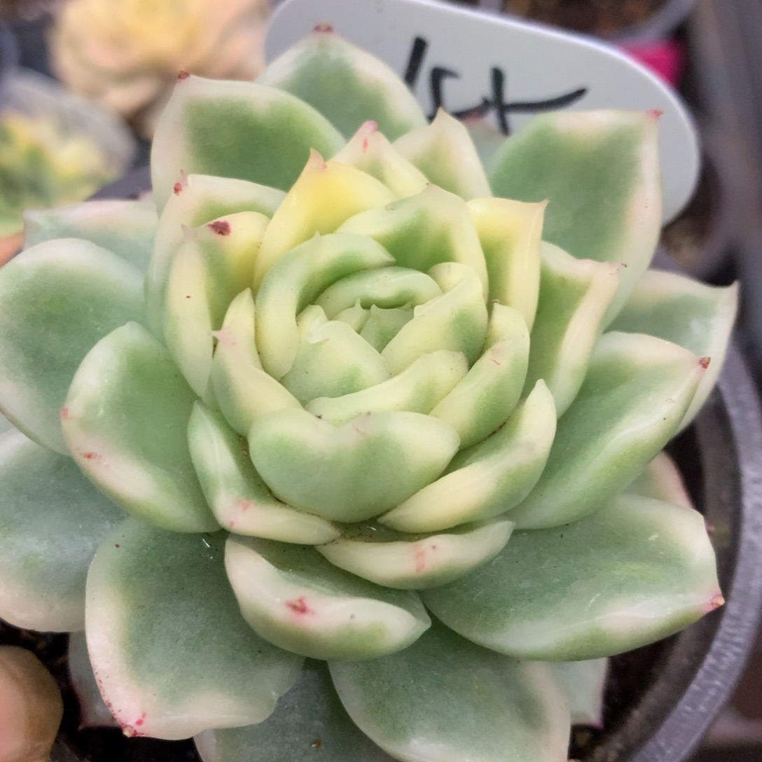 碧浪锦锦锦锦锦集