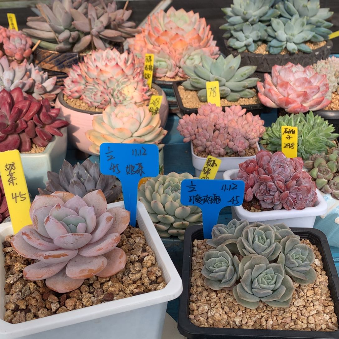 ღ***½我们家的小仙女们