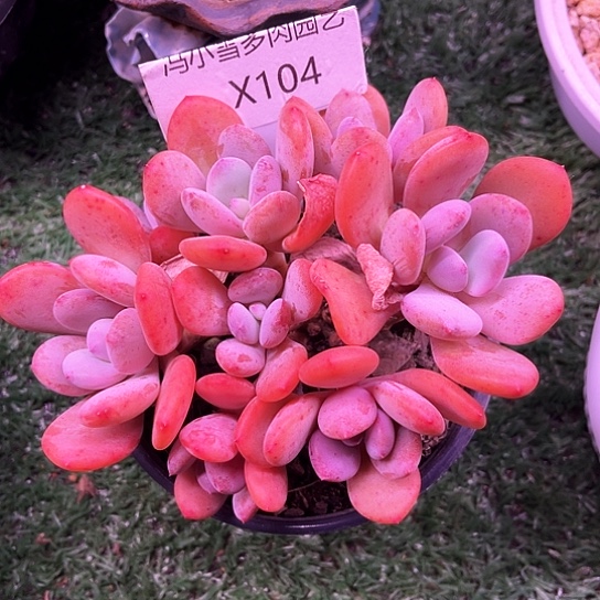 我是第一百个为妖刀应援的阴阳师