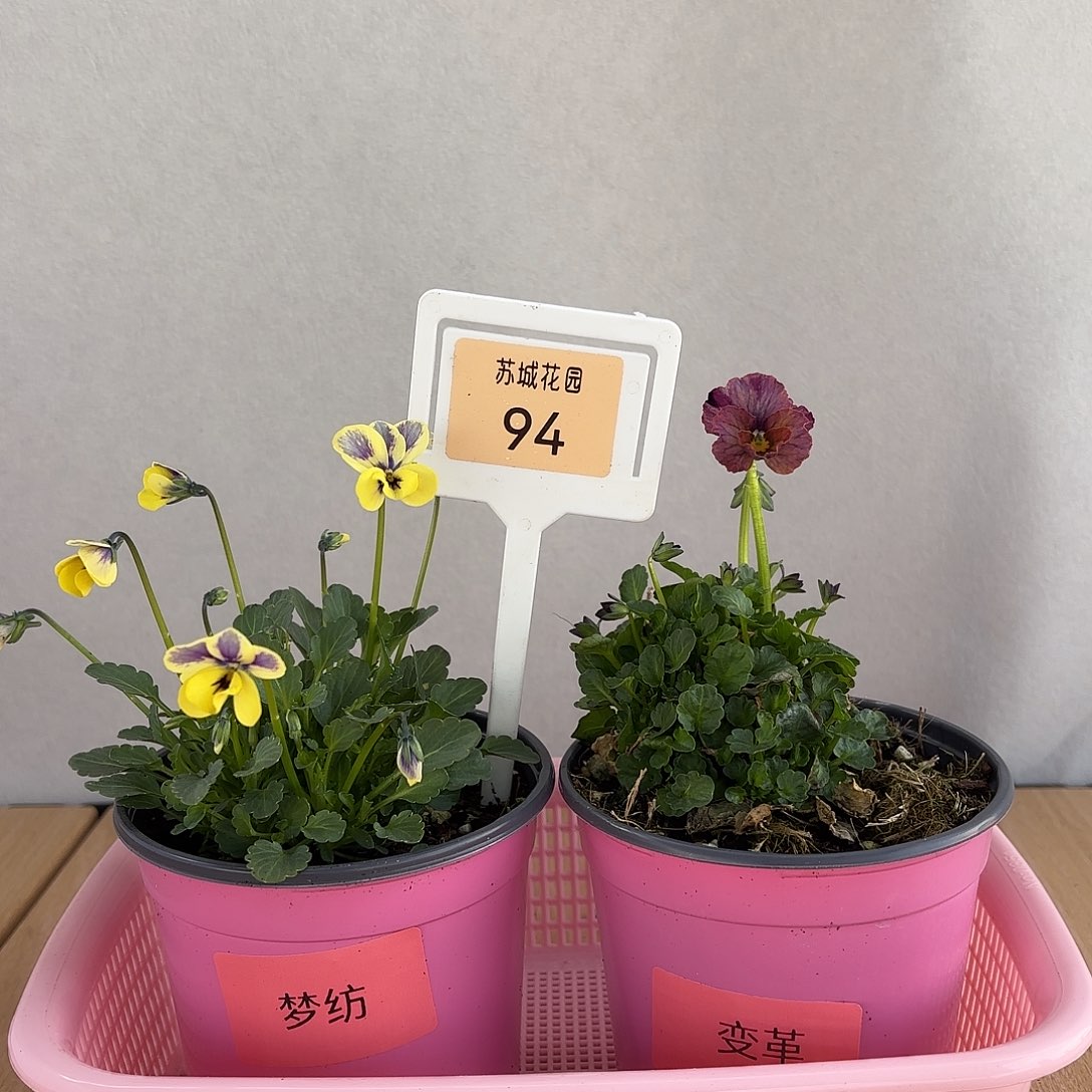 大部分开放少量花苞94