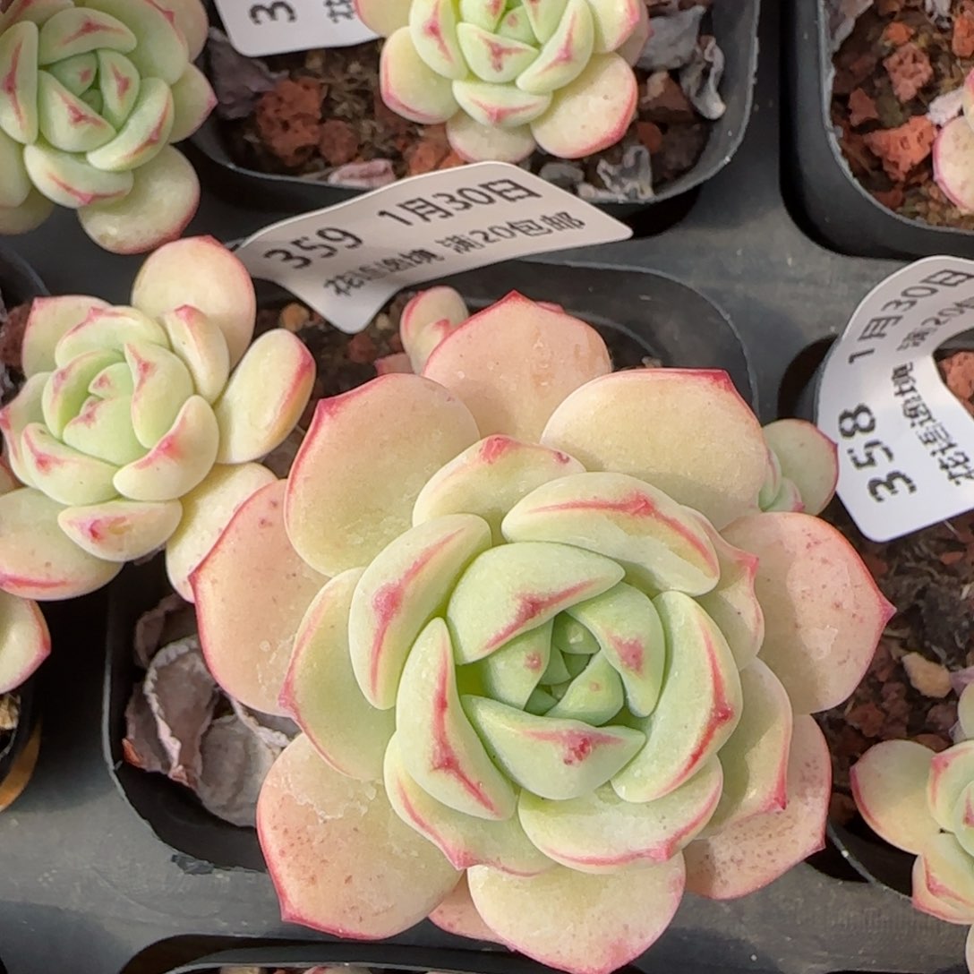 花语逸镜0130-359