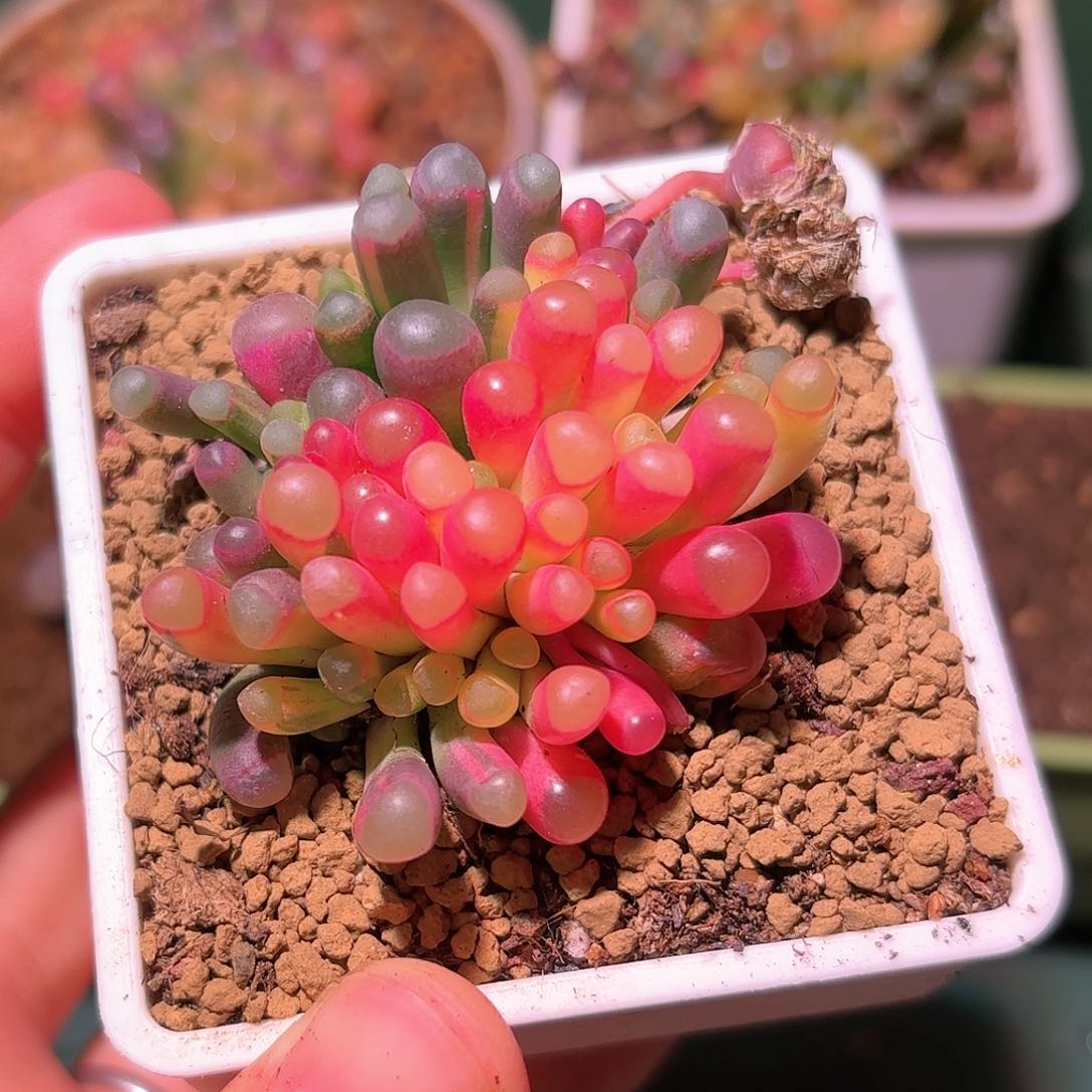 2个种荚61号五十铃玉锦多肉植物锦一物一拍带盆土