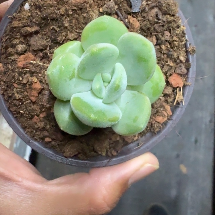 芒果冰 单头 一物一拍