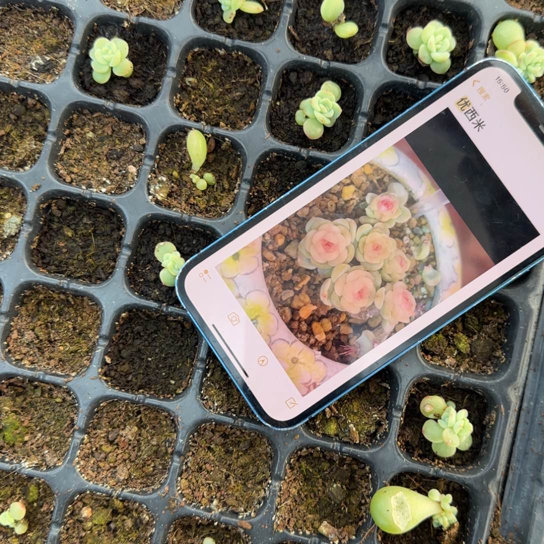 优西米露穴一个满25包邮