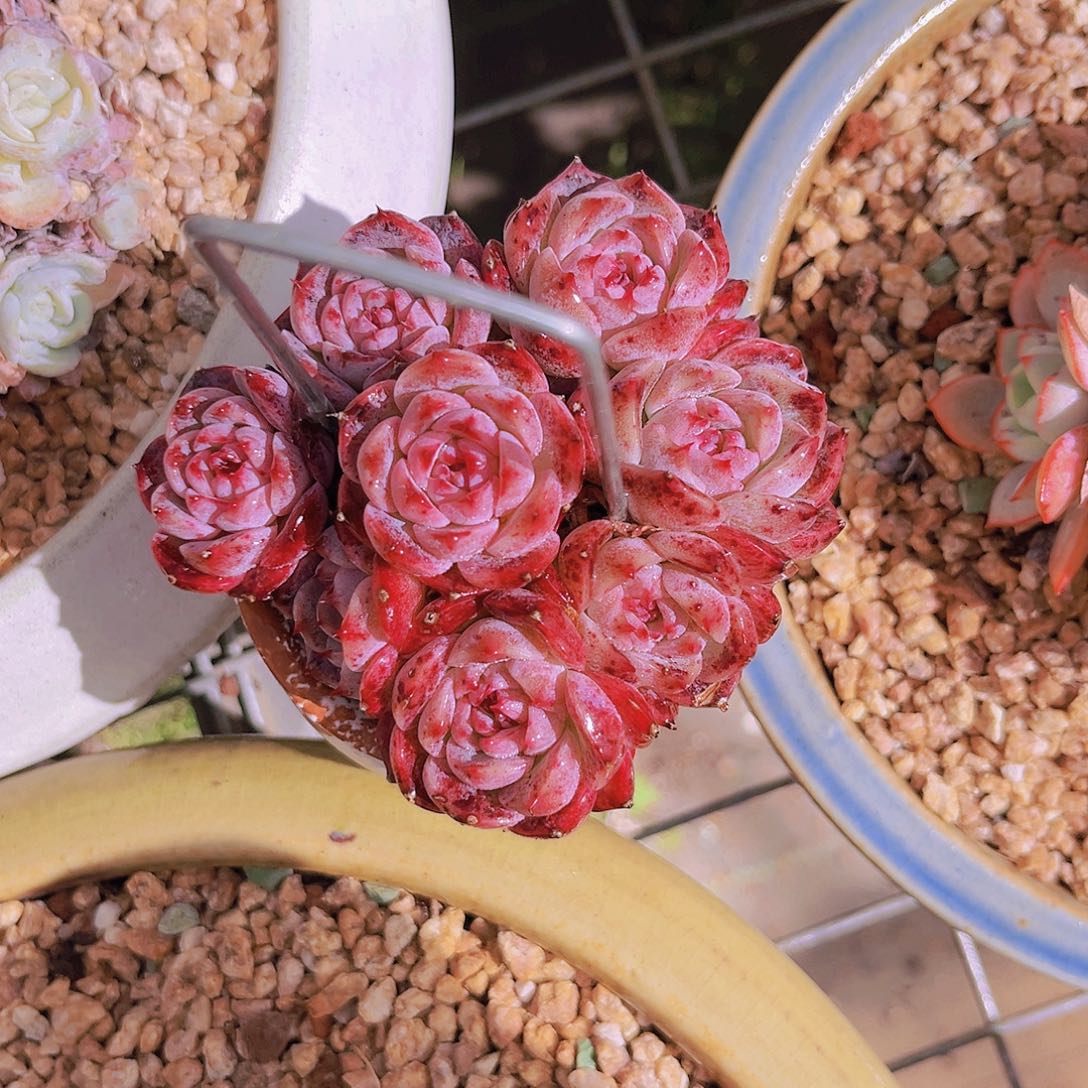 天鹅绒9公分9999889