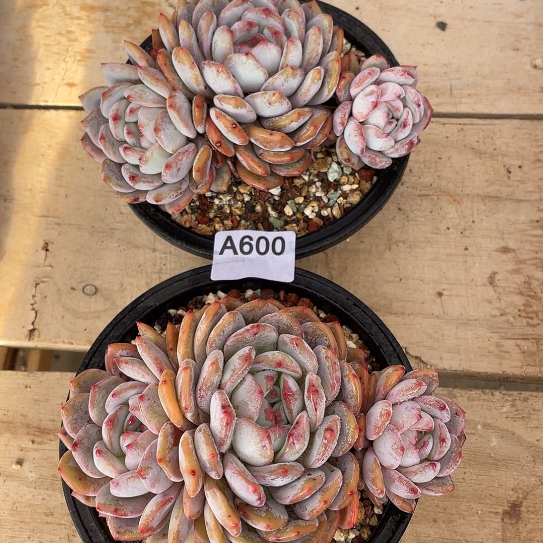 600多肉植物多肉植物