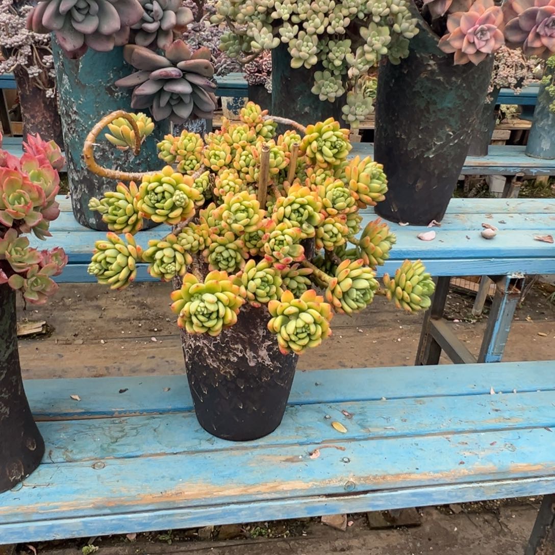 精品春萌妖桩 裸肉