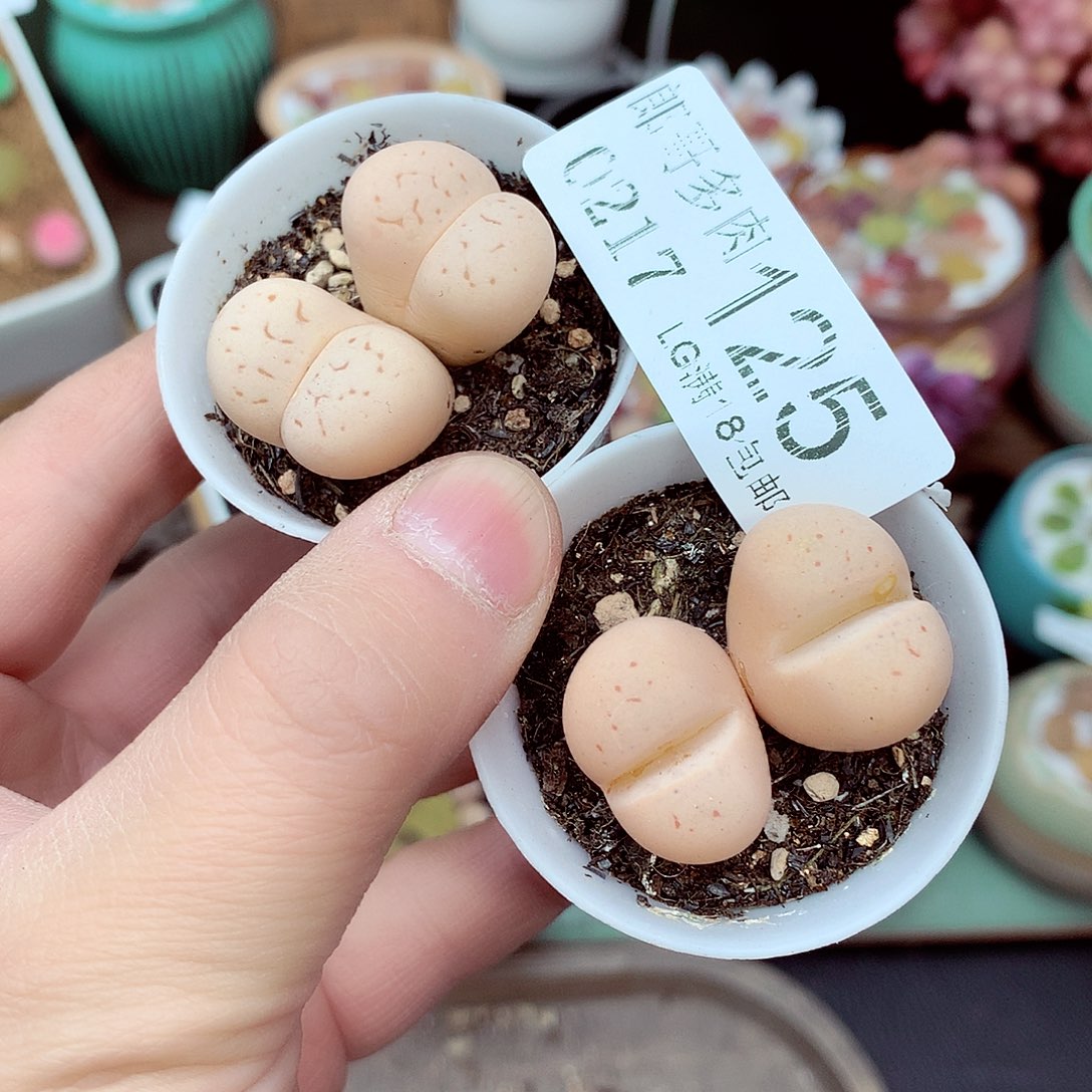 郎哥多肉生石花17-125