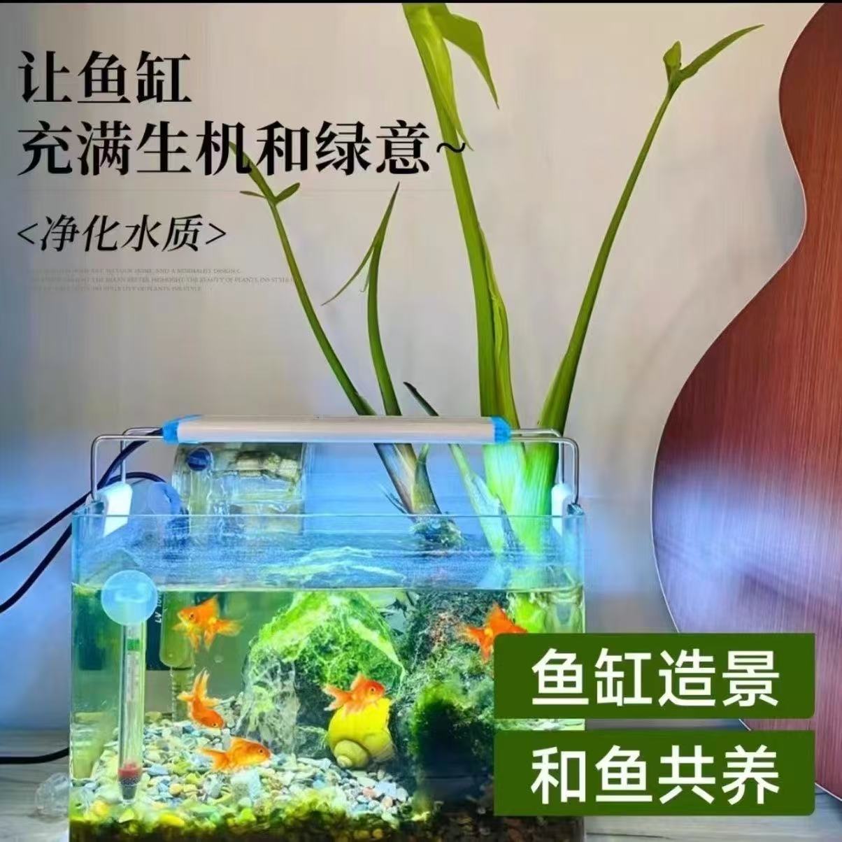 慈姑种根种苗茨菇挺水水草水族装饰净化鱼缸水培新款植物中景