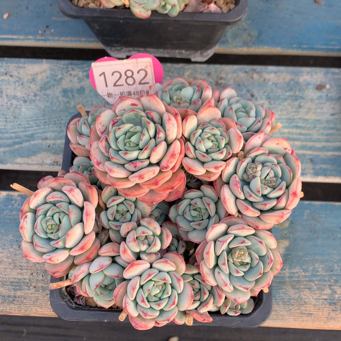 张***赵香草老桩无砍平头1282