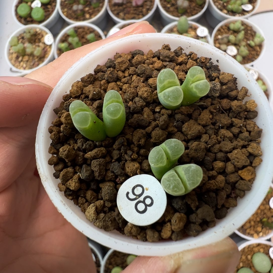 1802.84极窗风铃一颗脱土980000