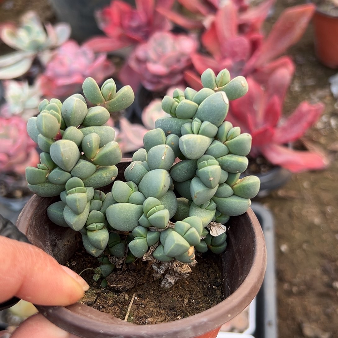 多肉植物鹿角海棠